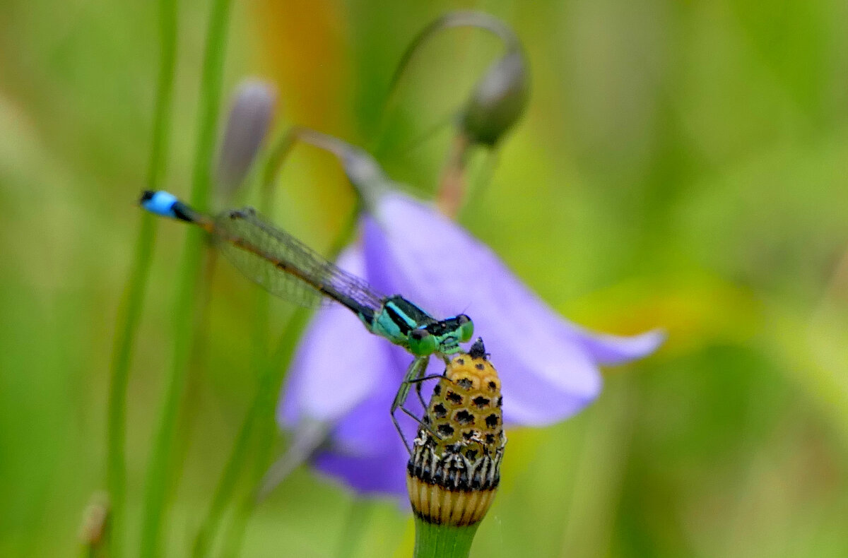 из снятого сегодня 2 - Александр Прокудин