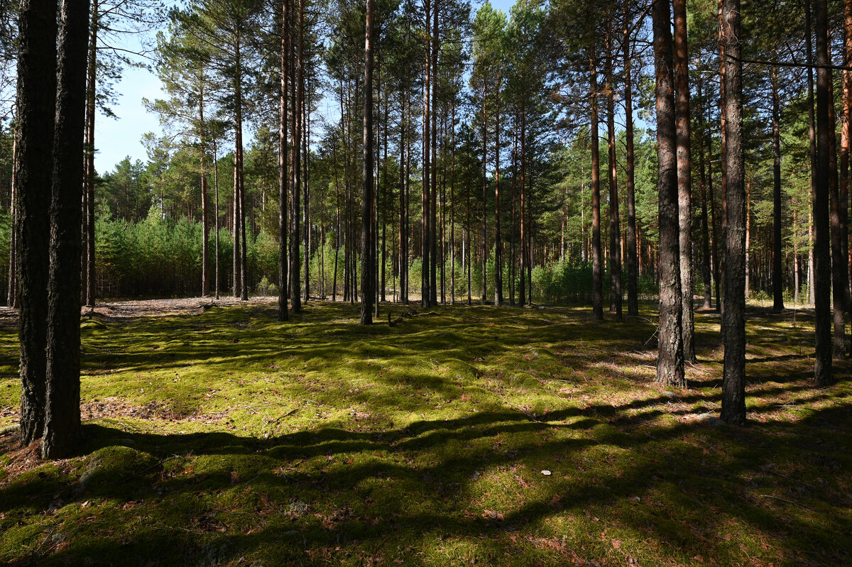 сосновый бор - сергей 