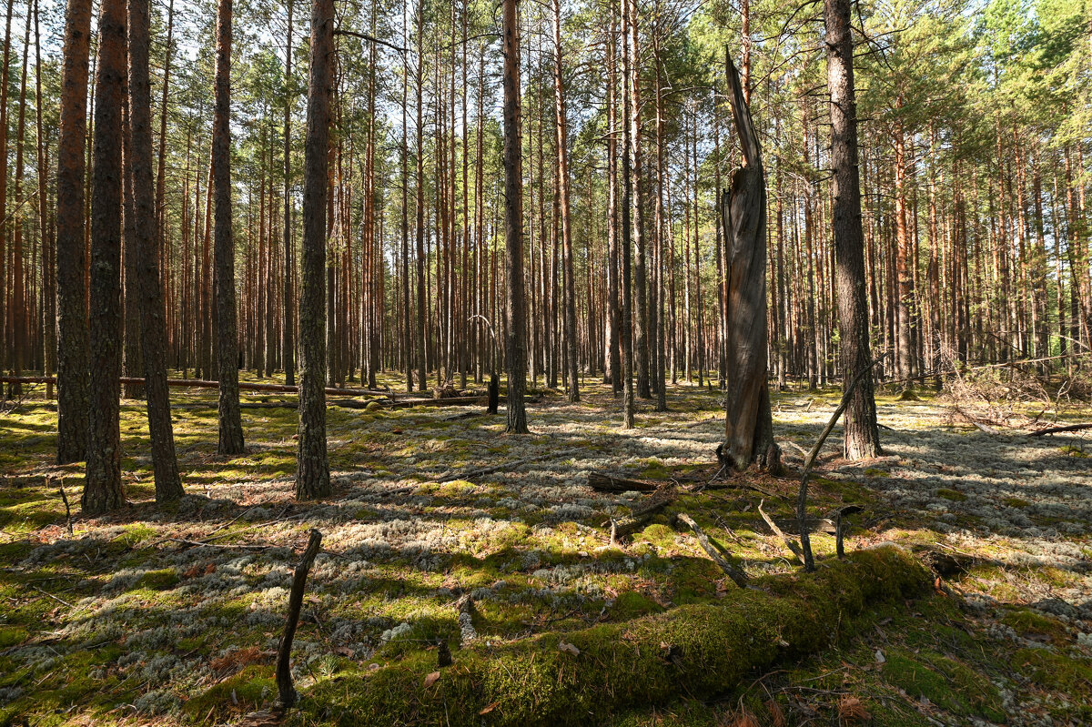 грибные места - сергей 