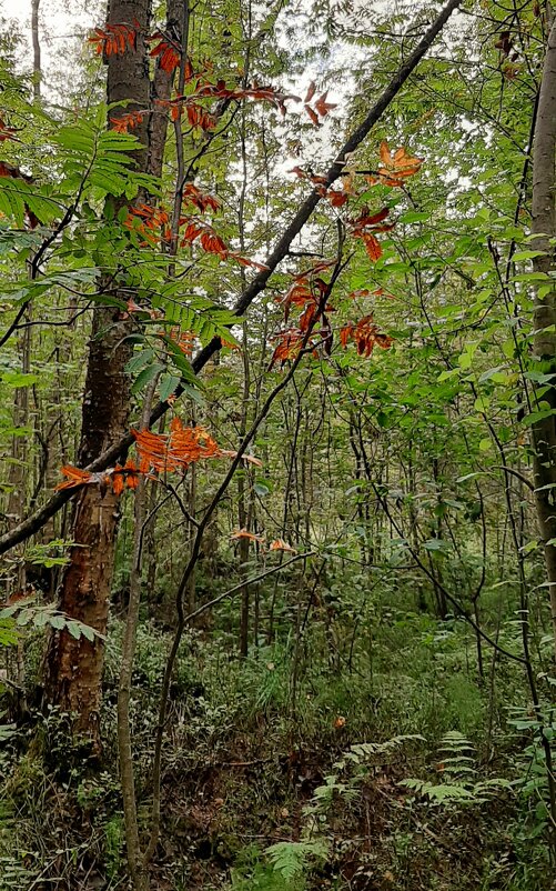 *** - Наталья Герасимова
