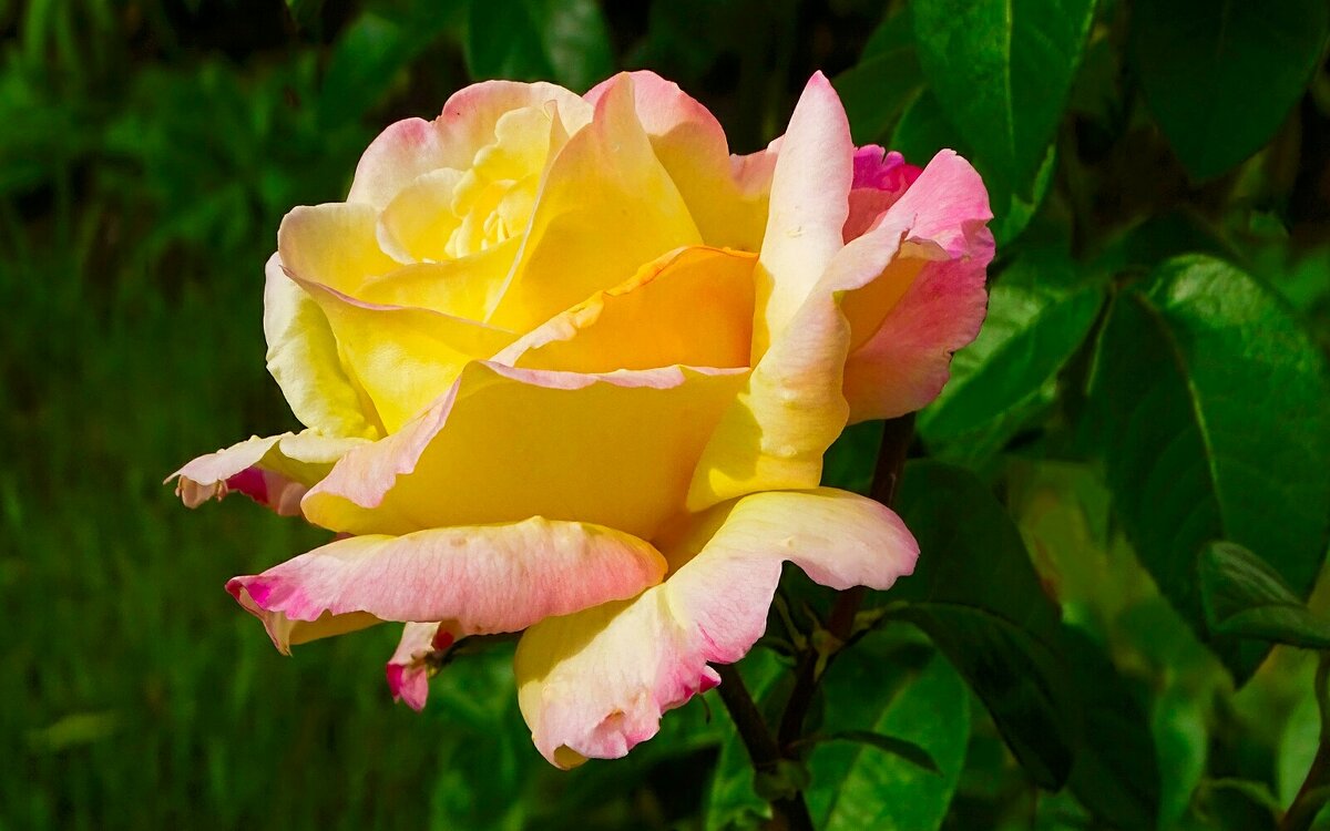 Роза в конце лета. - Милешкин Владимир Алексеевич 