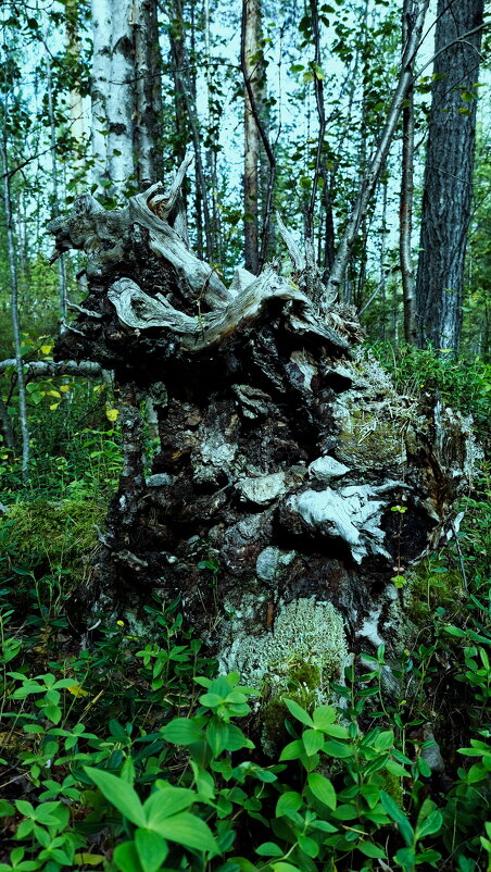 я увидел голову собаки.А вы? пишите в коментах - Артём 