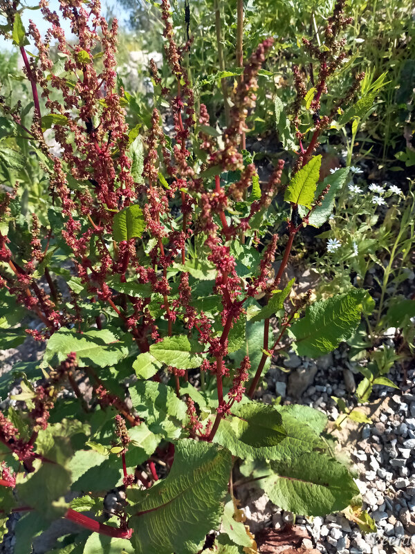 Щавель воробьиный - Veera V