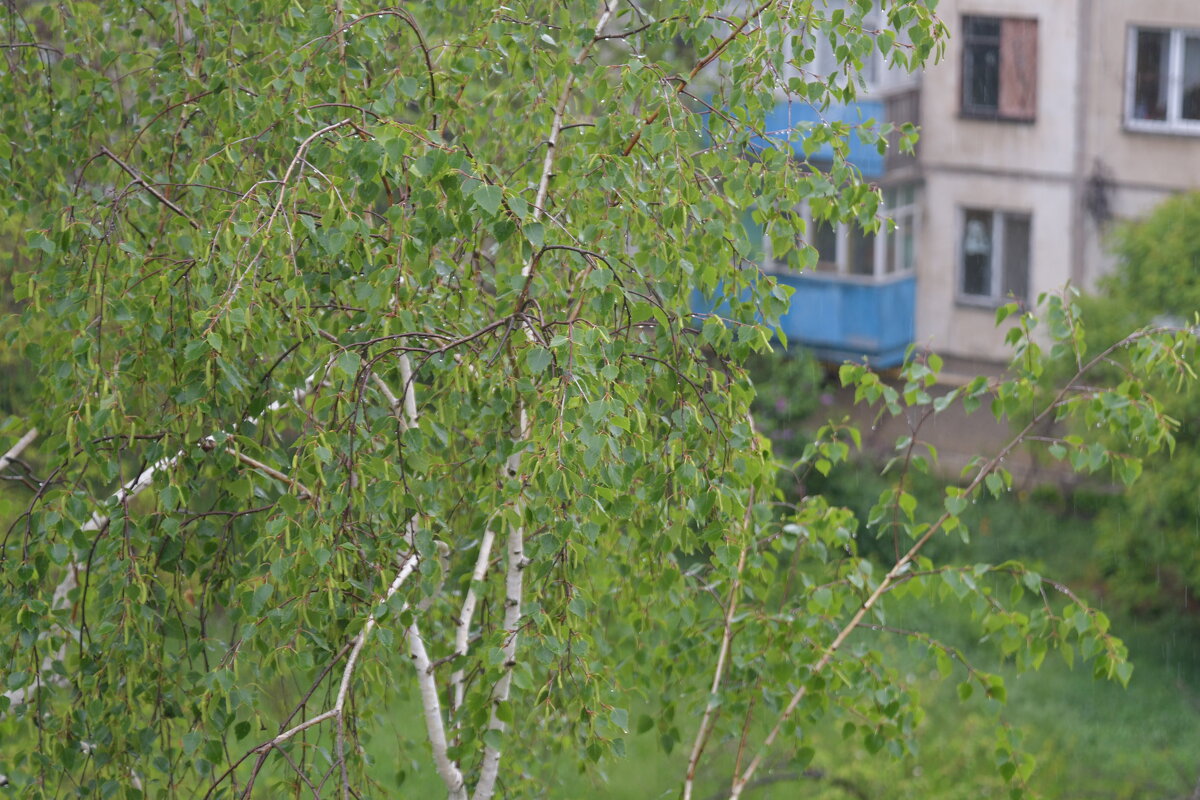 ..... - Алексей Зеленцов