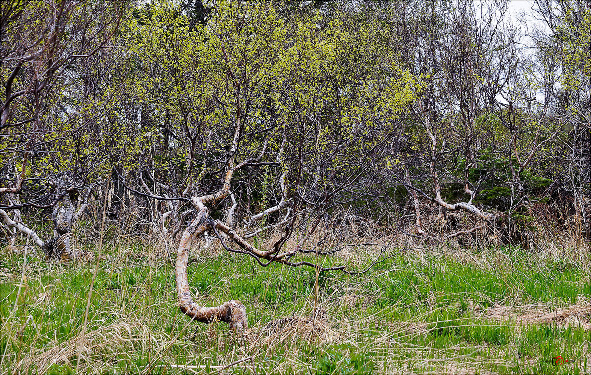 Лес где танцует БЕС 1. - Сергей Калиновский