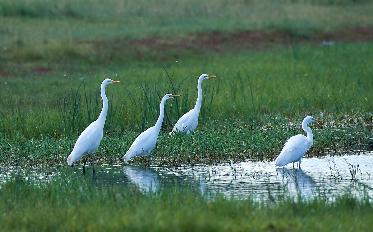 Белые цапли - Игорь Шабалин