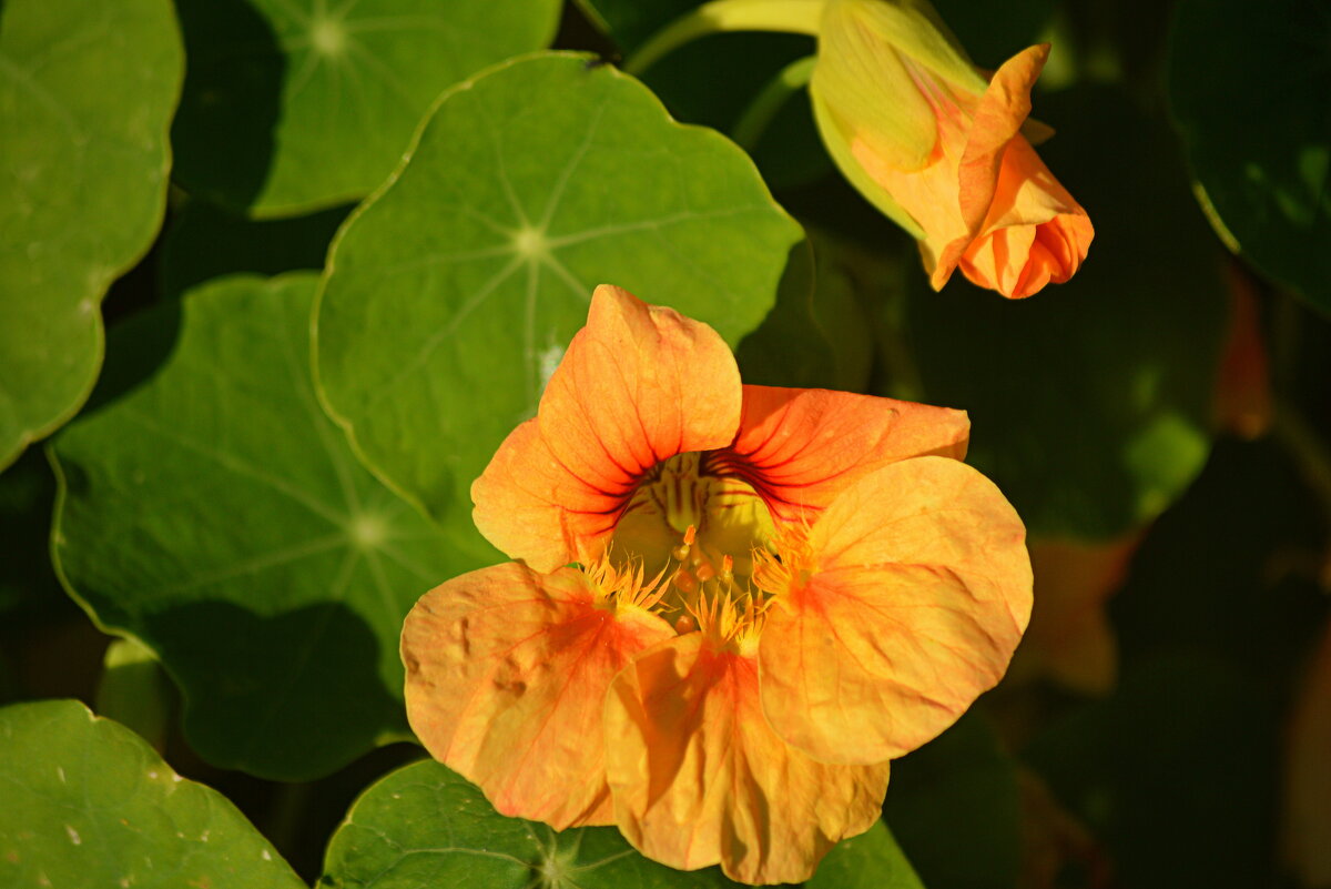 Настурция - Татьяна Лютаева