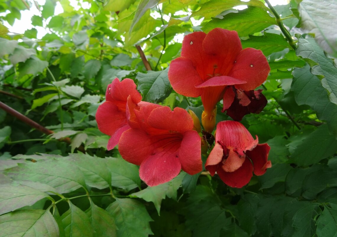 Кампсис - PRP 