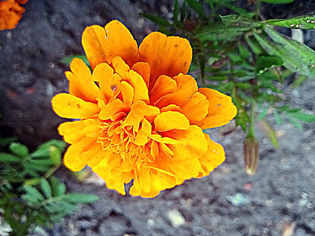 Цветы. - Владимир Драгунский Цветы. - Владимир Драгунский