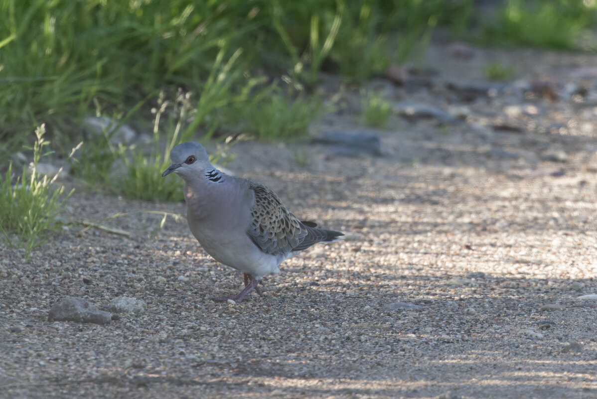 горлица - юрий макаров