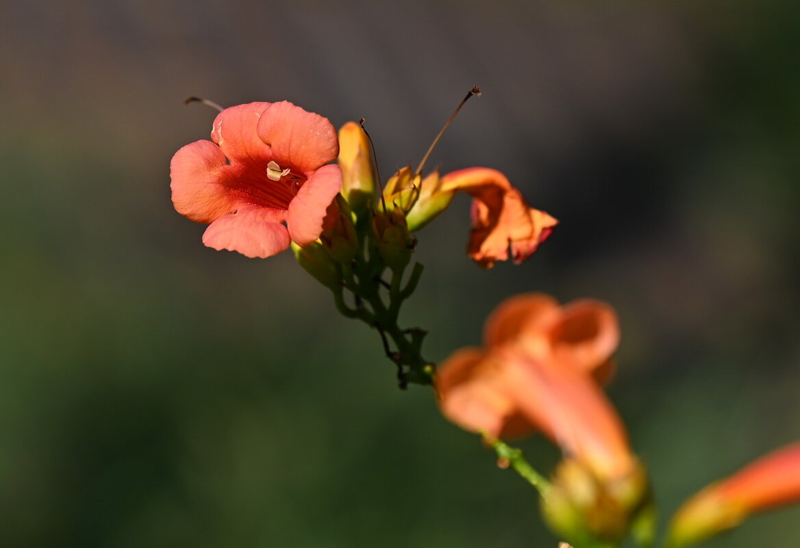 Скоро Осень... - Николай Саржанов Скоро Осень... - Николай Саржанов