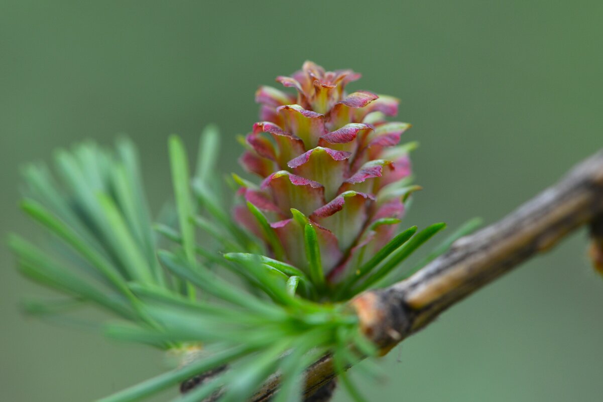 Лиственница - Константин Анисимов Лиственница - Константин Анисимов