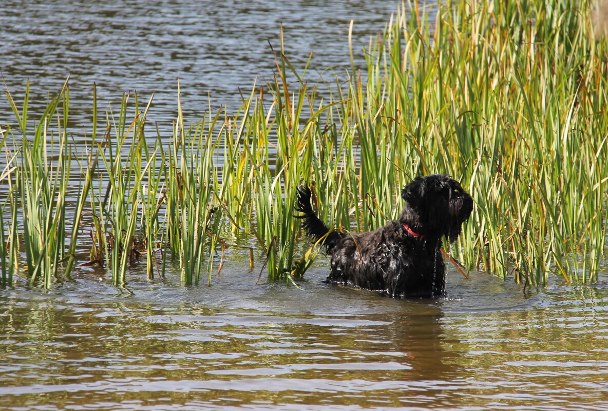 ОСЕННИЕ КУПАНИЯ В ПРУДУ - Валентина 