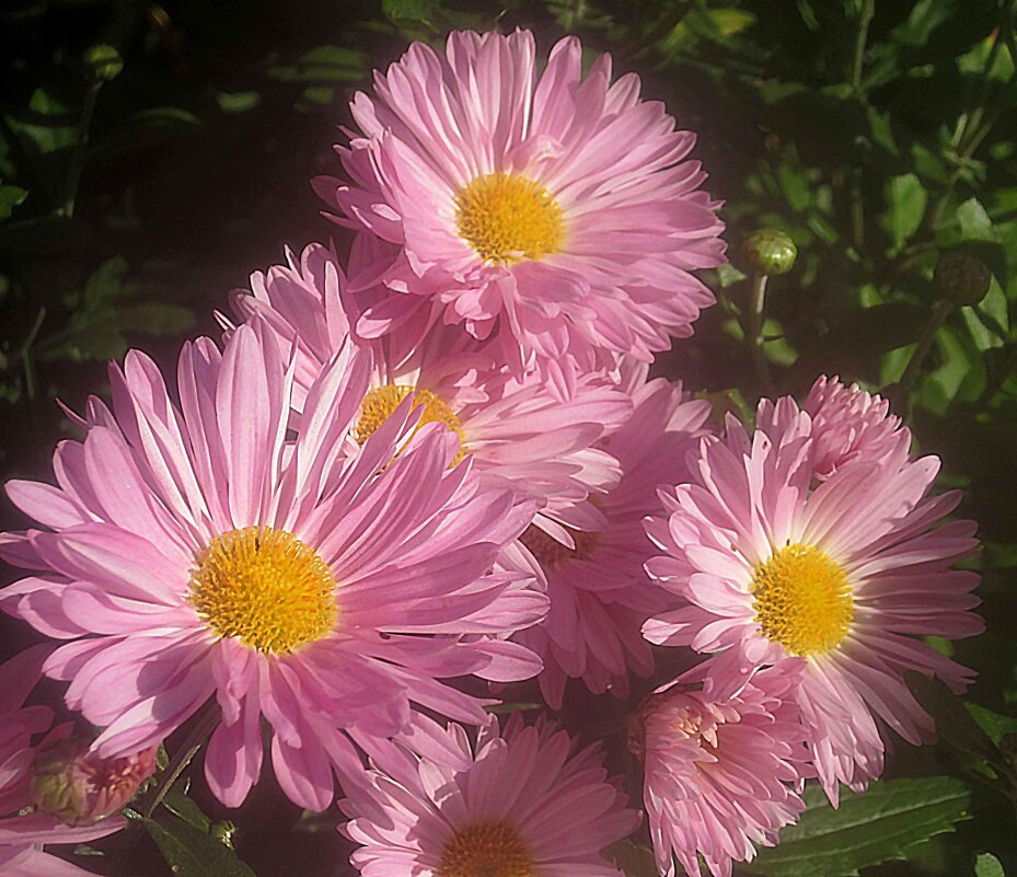 Хризантемы - Елена Семигина