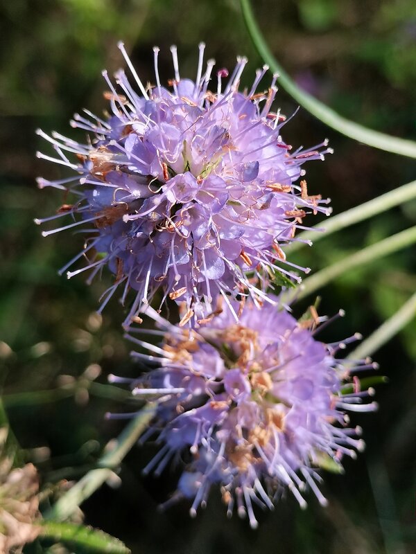 Цвет фиолетовый - Любимова Ольга 