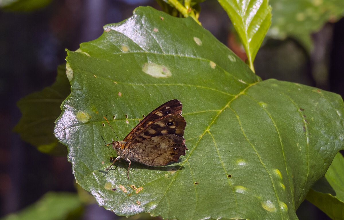 Бабочка - Сергей Цветков