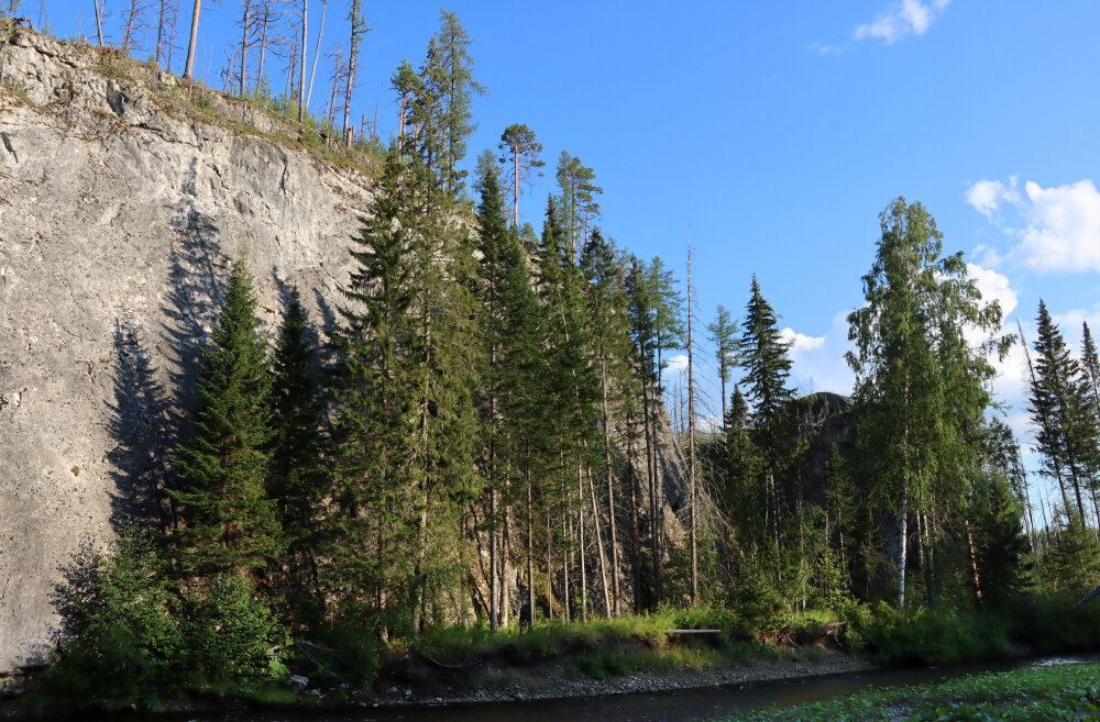 Прижались ёлочки к стеночке... - Галина Ильясова