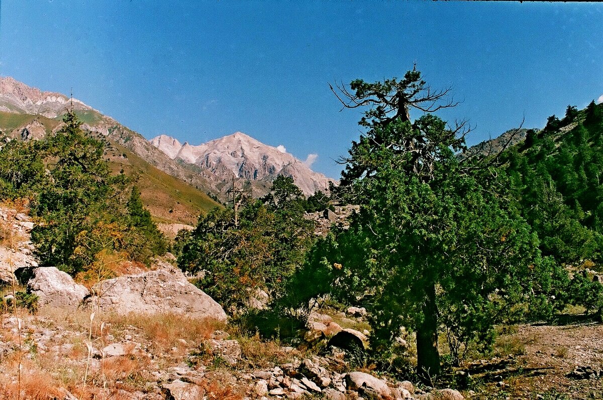 ДОЛИНА ОЙГАИНГА. - Виктор Осипчук