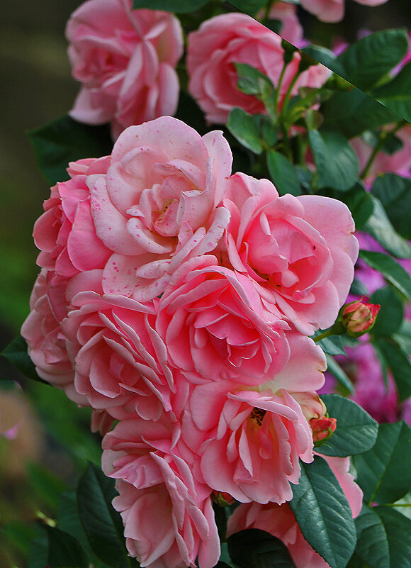 *** - Светлана 