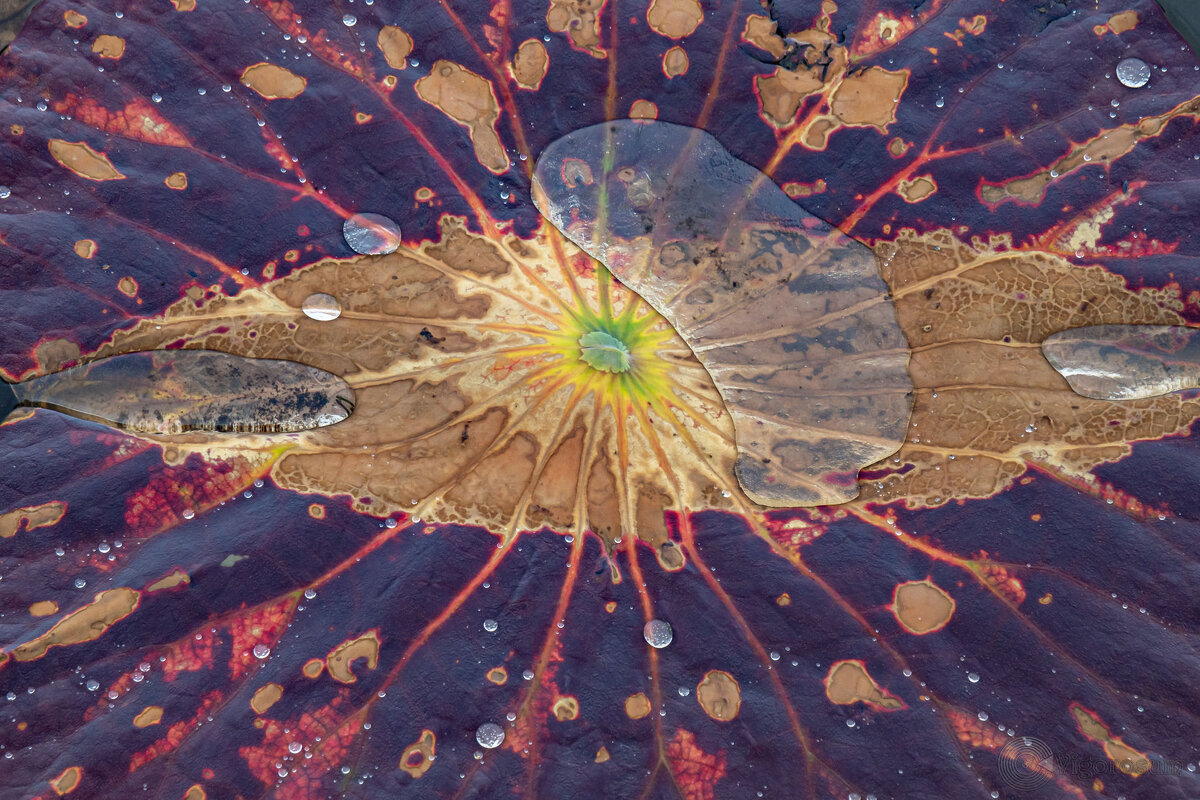 Лист лотоса - Игорь Волков Лист лотоса - Игорь Волков