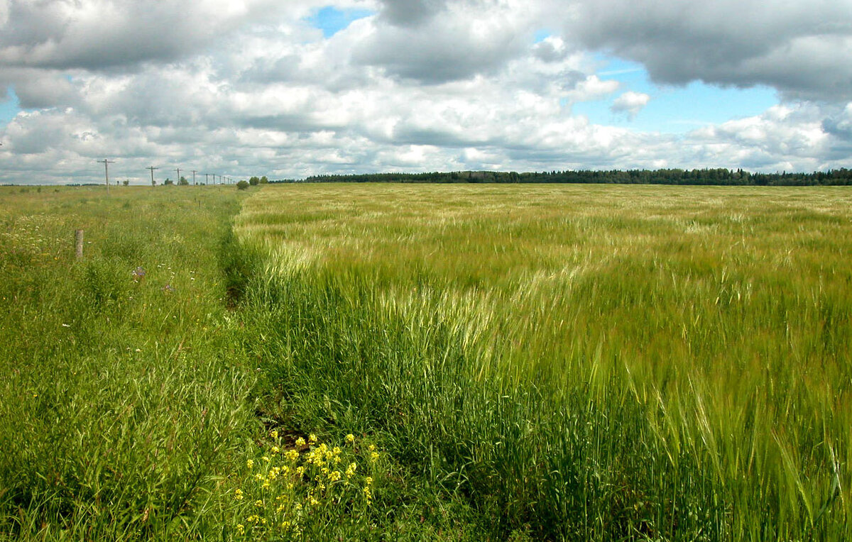 Куда ведешь, тропинка милая? - Наталья Лунева Куда ведешь, тропинка милая? - Наталья Лунева