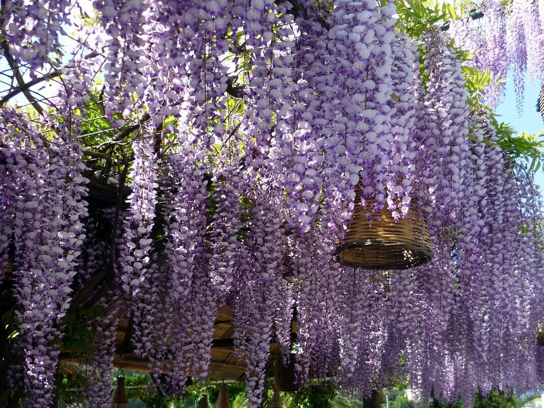 Глициния - Наталья 