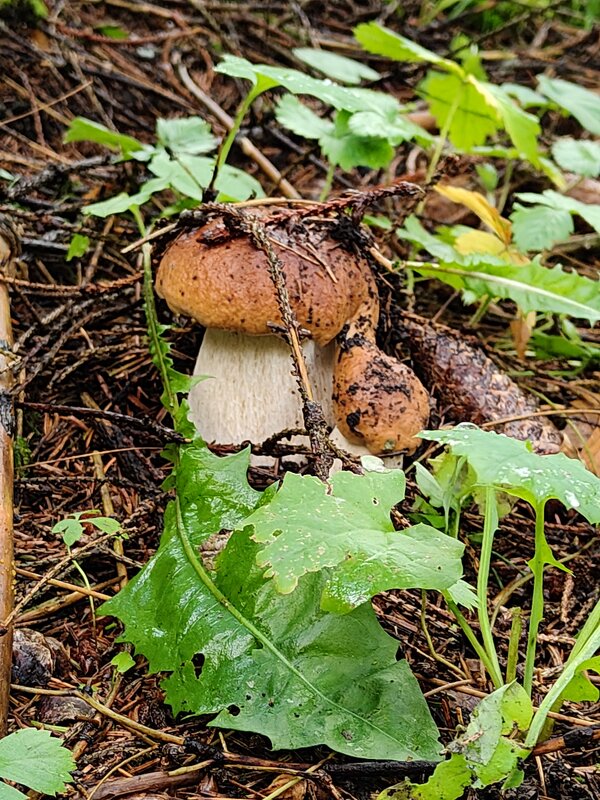 Боровики - Андрей 