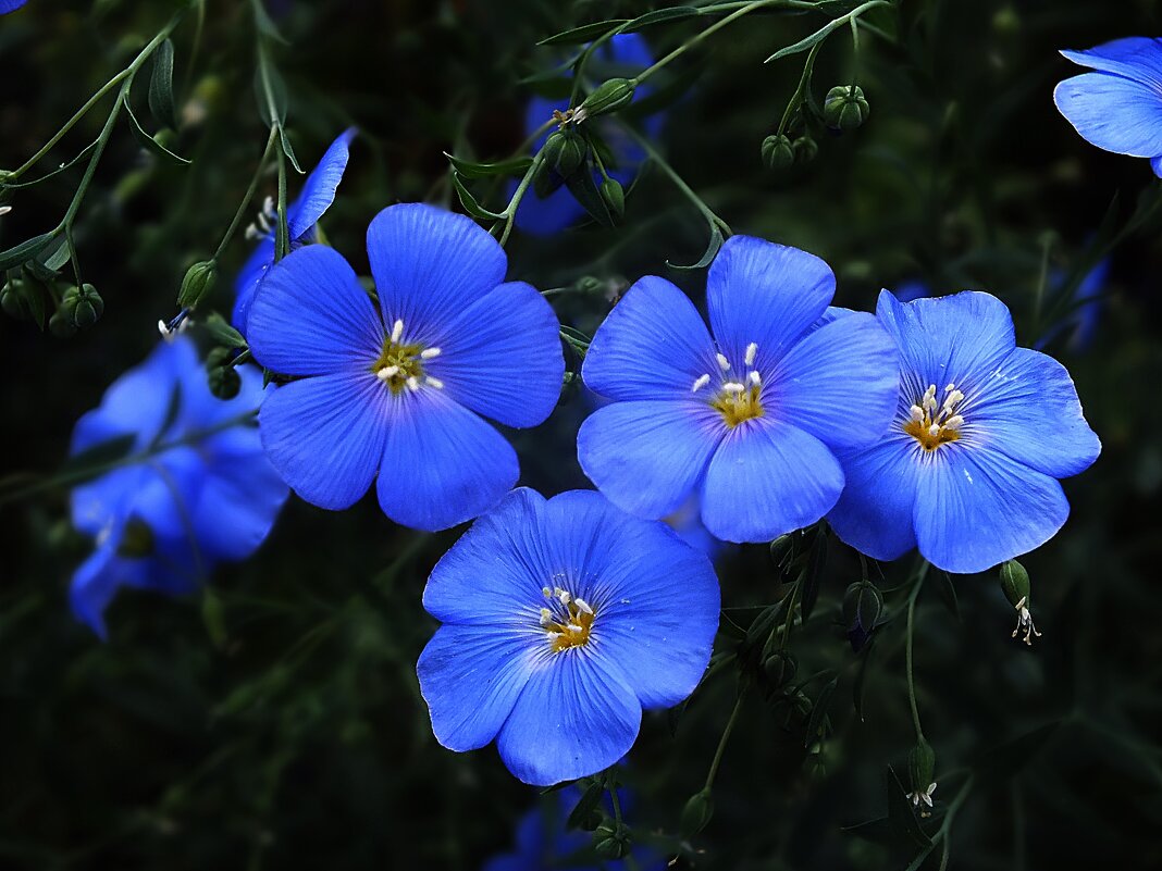 Лён - Зоя Мишина Лён - Зоя Мишина