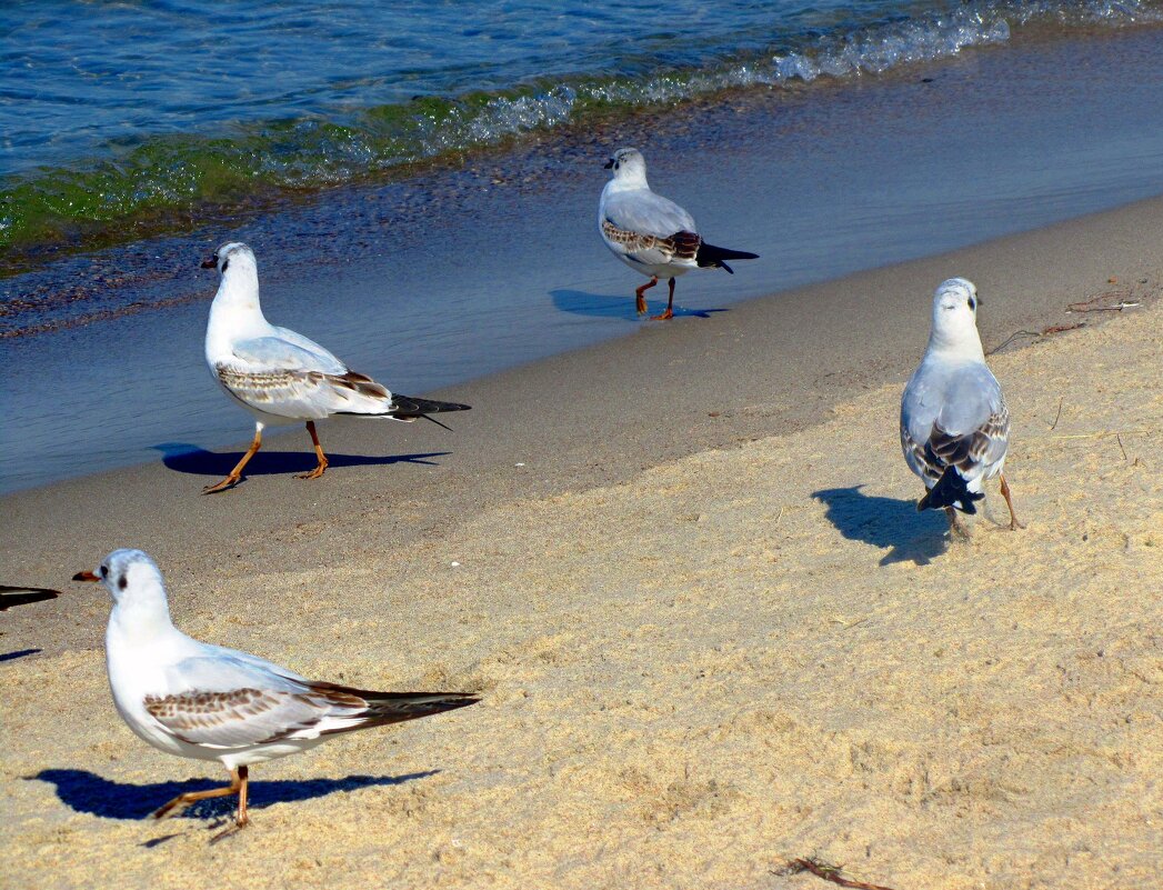 В ожидании добычи - Сергей Карачин