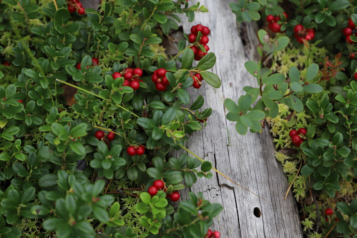 Брусника - краснов юрий 