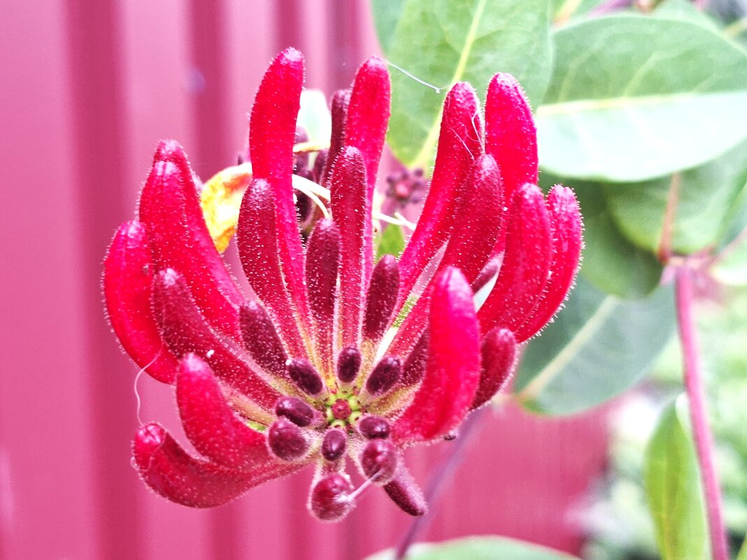 макро - Наталья 