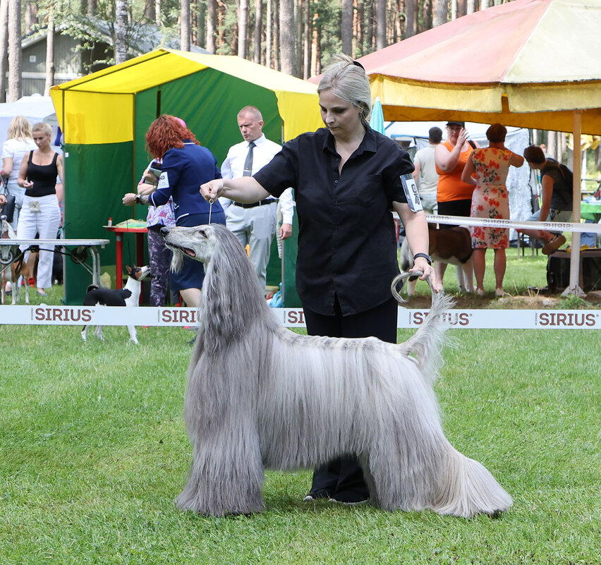 Афганская борзая - Анатолий Шумилин