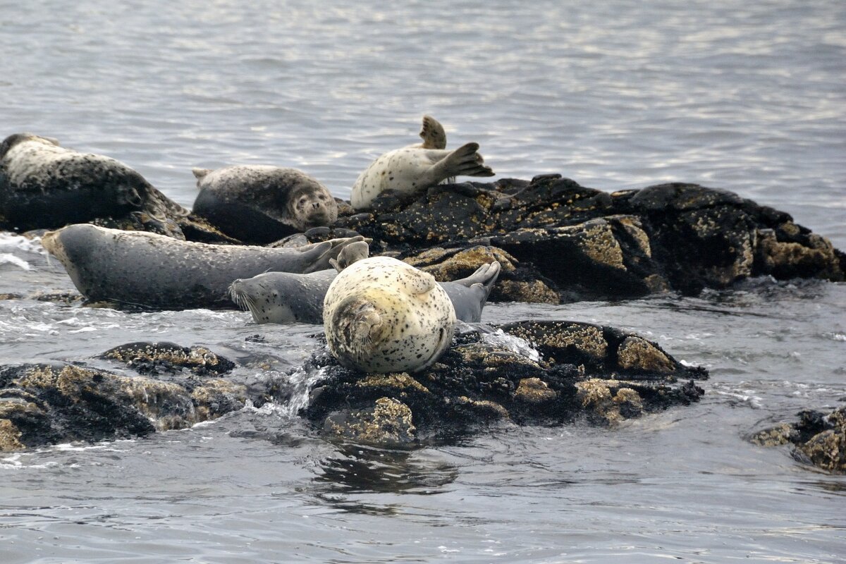 Ларги - Марина Виноградова