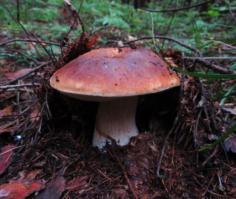 Приподнимая землю - Андрей Снегерёв