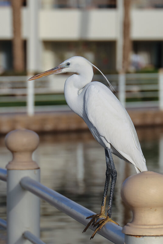 Гостья - Светлана Карнаух