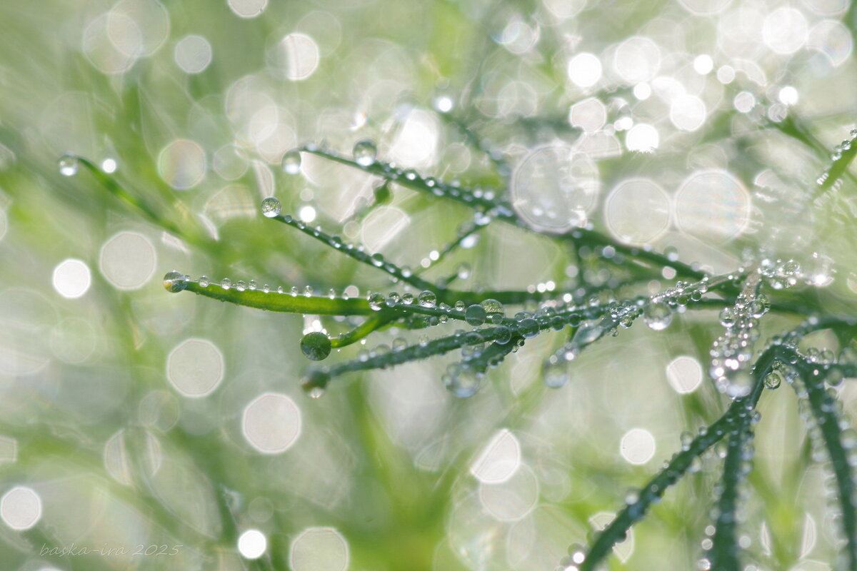 Капли утренней росы - Ирина Баскакова Капли утренней росы - Ирина Баскакова