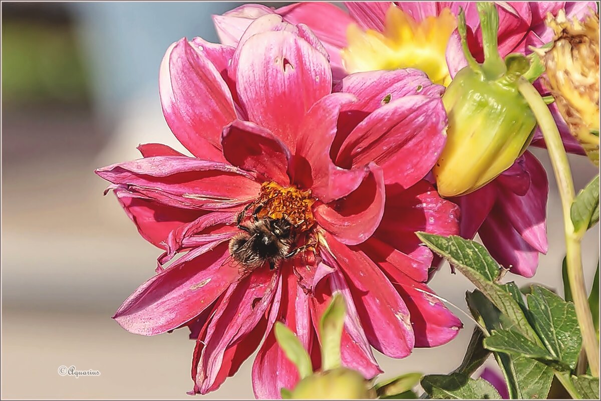 Про август, георгины и шмелей... - Aquarius - Сергей Про август, георгины и шмелей... - Aquarius - Сергей