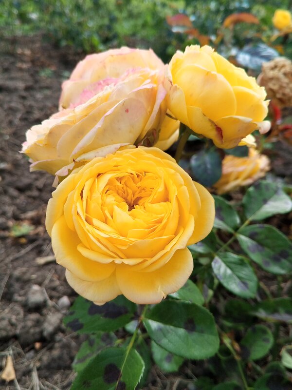 Розы - Сапсан 