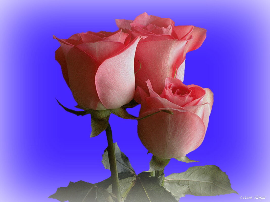 Розы на клумбе - Татьяна Львова