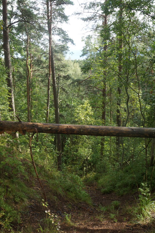 выше "метр с кепкой" проход запрещен - zavitok *