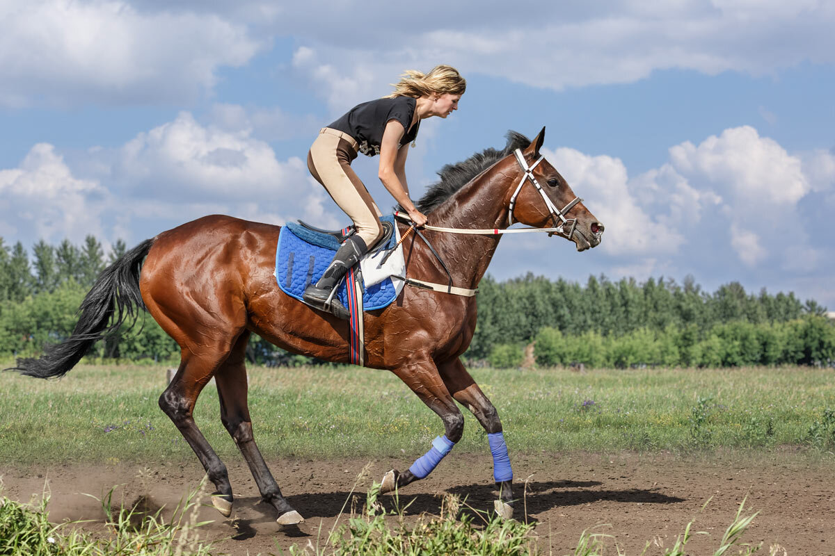 Скакун - SanSan 