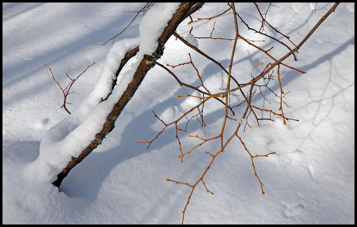 Март - **** vedin