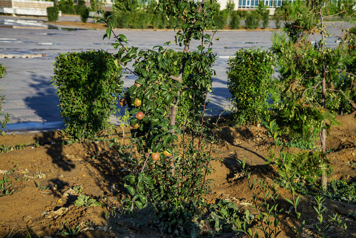 Яблонька - Анатолий Чикчирный
