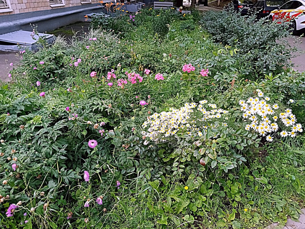 Цветы. - Владимир Драгунский