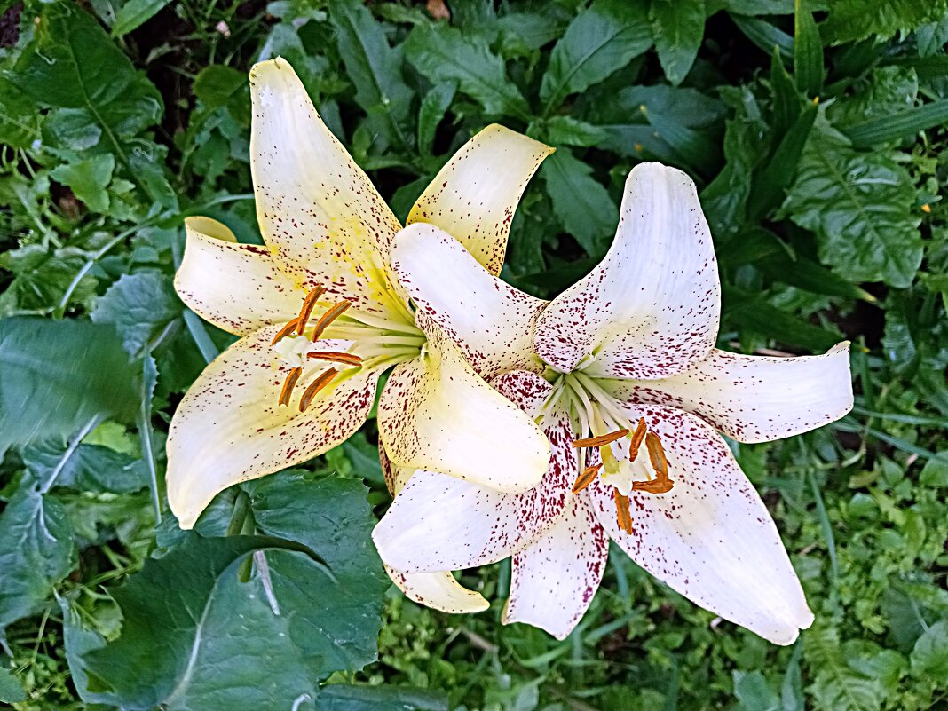 Цветы. - Владимир Драгунский