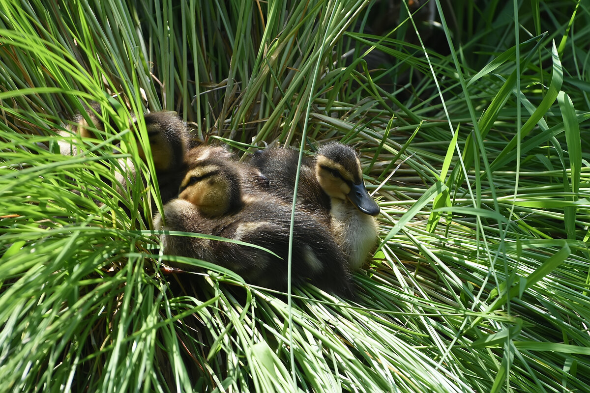 Лето в Ботаническом... Июнь. - Наташа *****