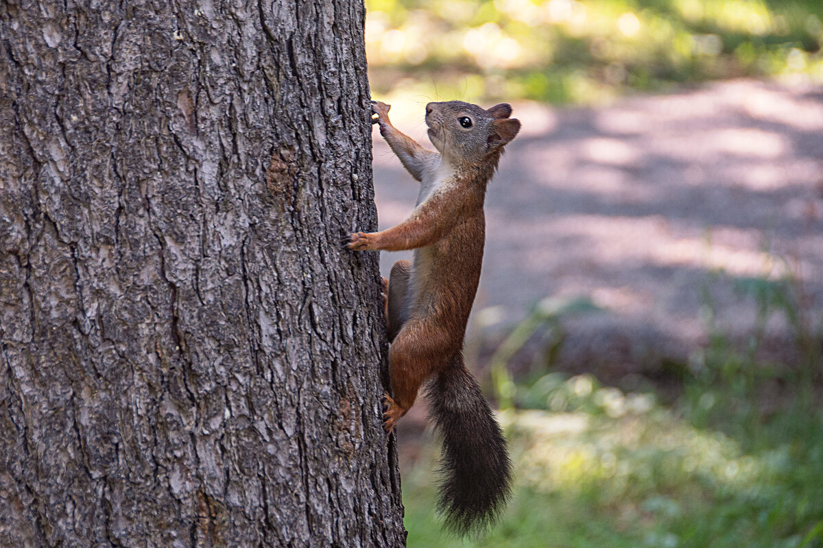 * - Svetlana Galvez * - Svetlana Galvez