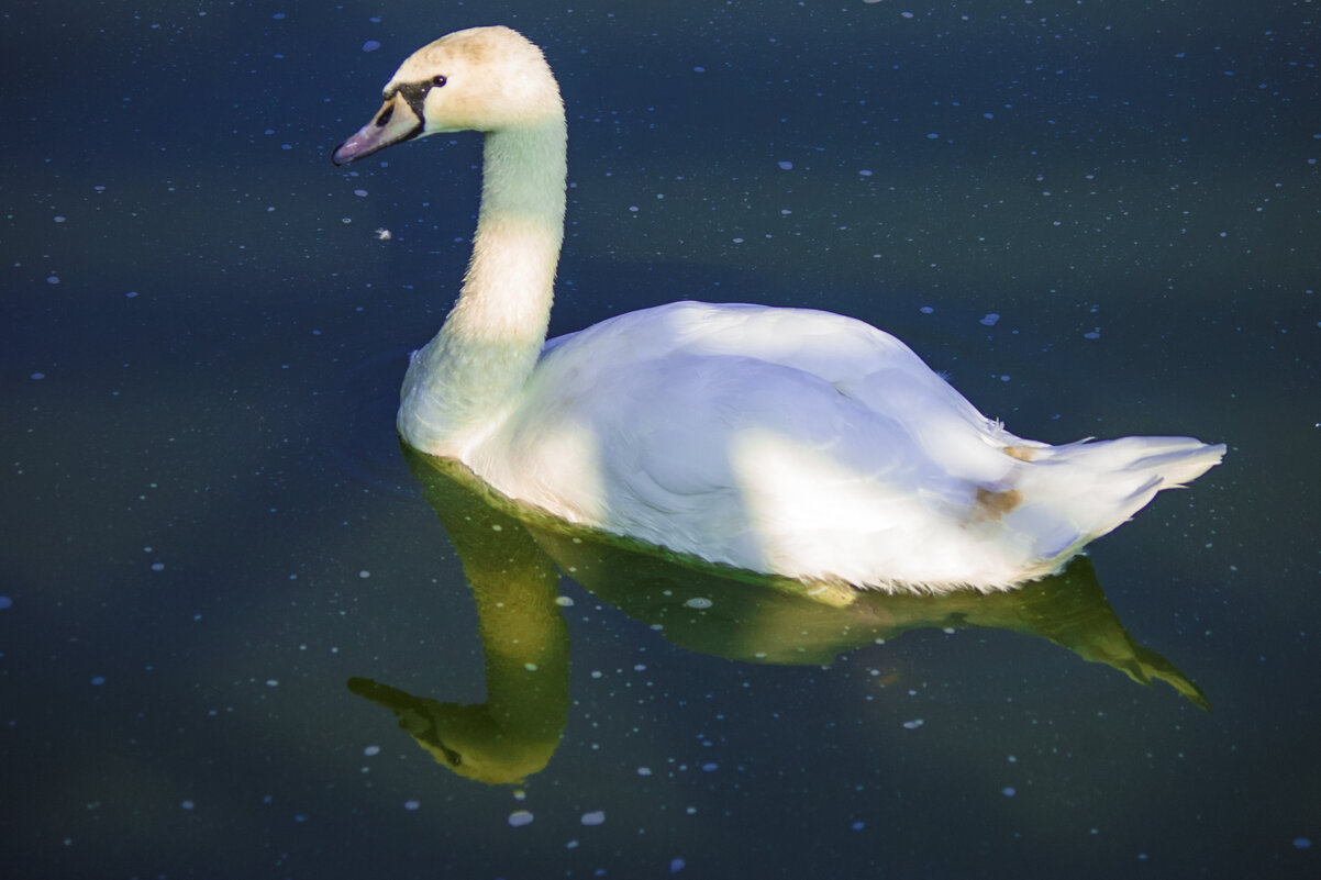 Белая ЛЕБЕДЬ - Владимир Максимов