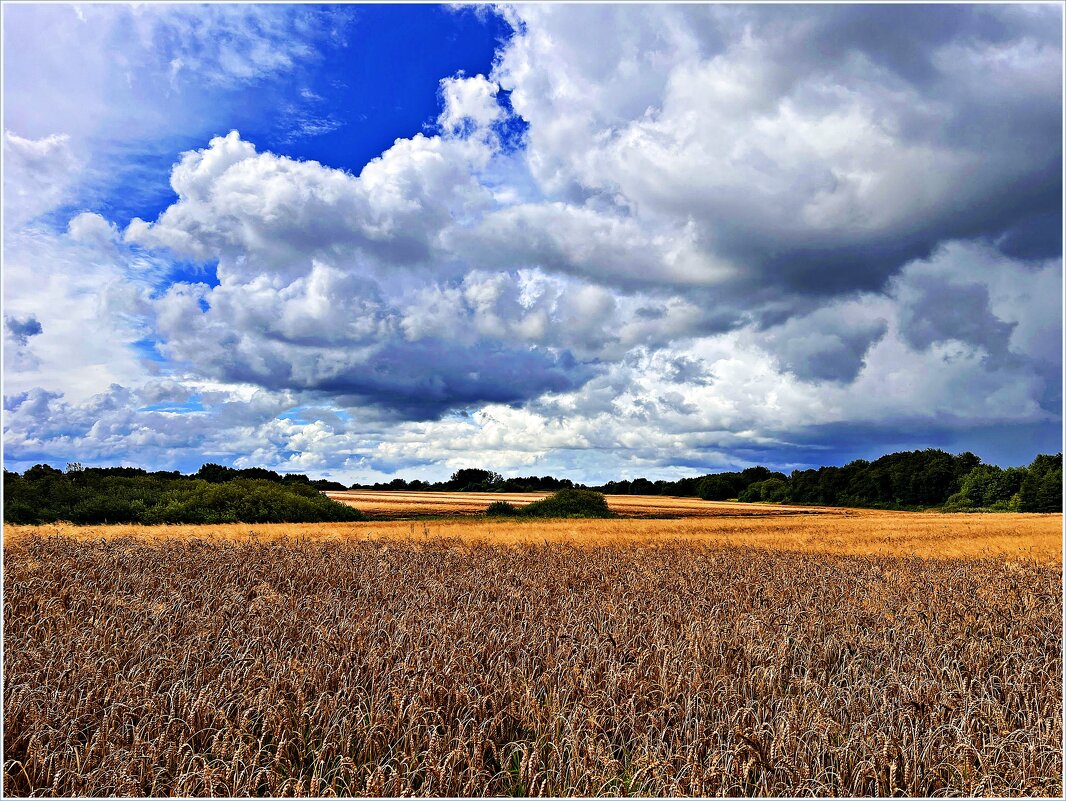 Пшеничное поле. - Валерия Комова