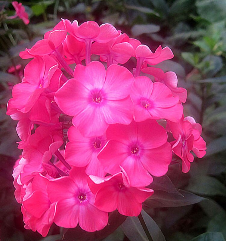 Флоксы - Елена Семигина